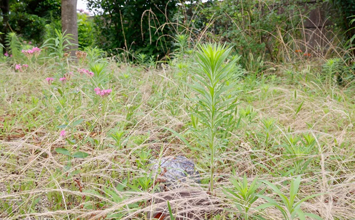 Licensed weed control application in St. George, UT